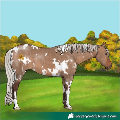 Horse Color:White Spotted Silver Bay Dun