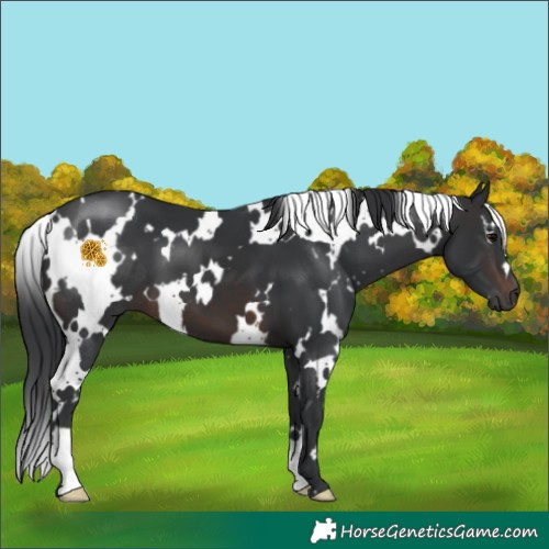 Horse Color:White Spotted Brown 