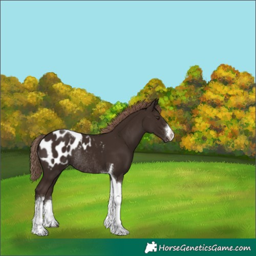 Horse Color:White Spotted Liver Chestnut Tobiano Appaloosa Rabicano 