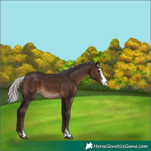 Horse Color:Silver Brown Sabino 