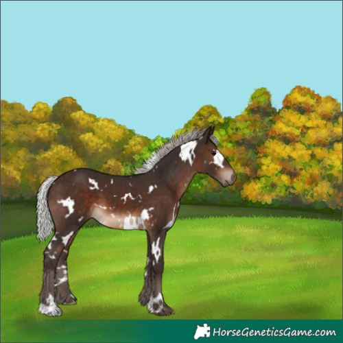 Horse Color:White Spotted Silver Brown