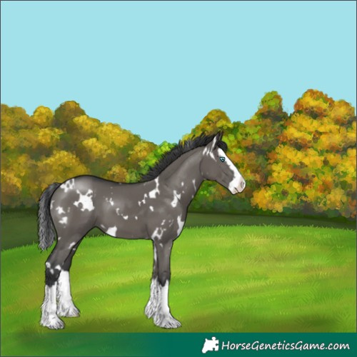 Horse Color:White Spotted Grullo Splash 
