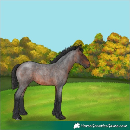 Horse Color:Brown Roan