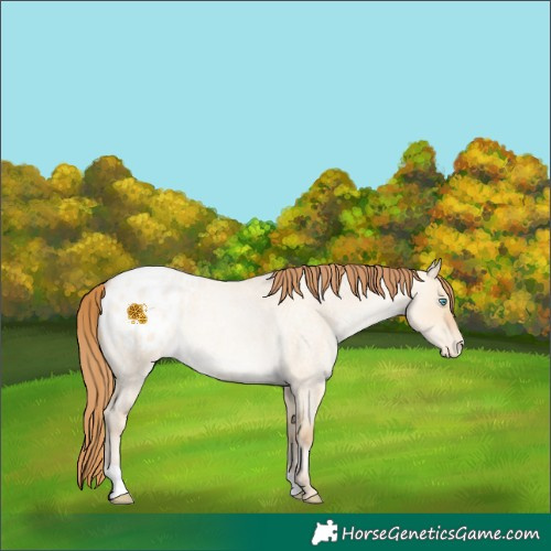Horse Color:Buckskin Roan Pearl Dun Blanket
