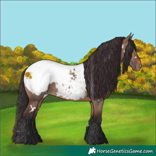 Horse Color:White Spotted Brown Dun Appaloosa
