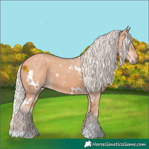 Horse Color:White Spotted Silver Bay Dun
