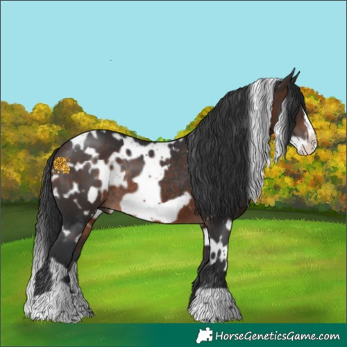 Horse Color:White Spotted Bay Frame Rabicano