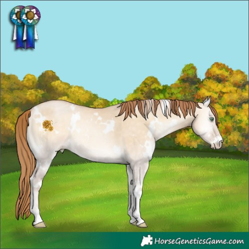 Horse Color:White Spotted Buckskin Pearl Onyx Sabino 
