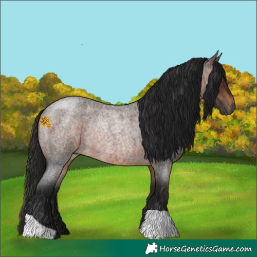 Horse Color:Gray Bay Roan Rabicano