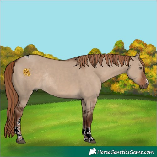 Horse Color:Liver Red Dun Tobiano Rabicano