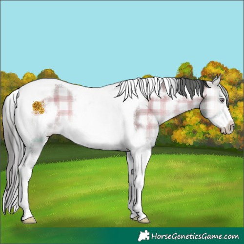 Horse Color:Plaid  White Spotted Bay Chinchilla Onyx Tobiano Frame 