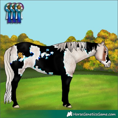Horse Color:Silver Blue Onyx Roan Tobiano Frame 