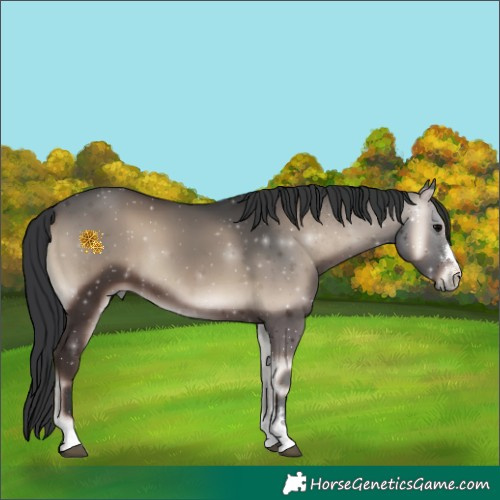 Horse Color:Blue Onyx