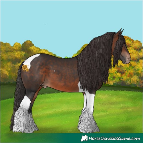 Horse Color:Brown Tobiano Appaloosa