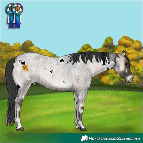 Horse Color:White Spotted Blue Onyx Roan 