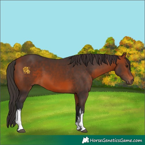 Horse Color:White Spotted Bay 