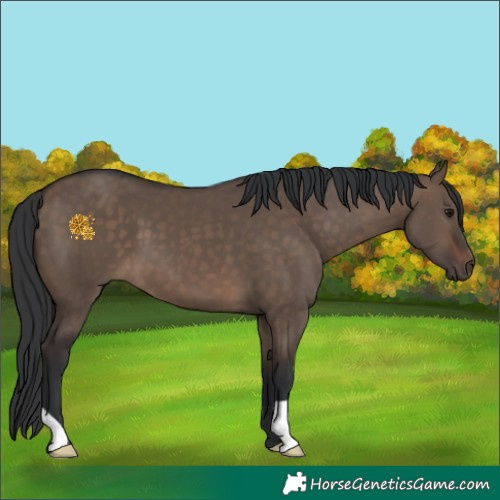 Horse Color:Brown Dun 