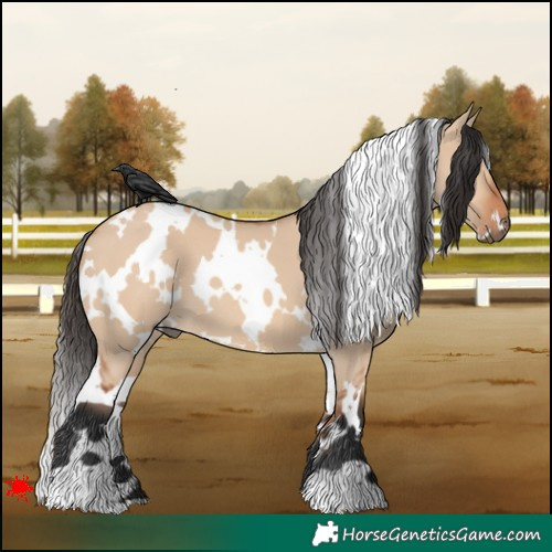 Horse Color:White Spotted Bay Dun 
