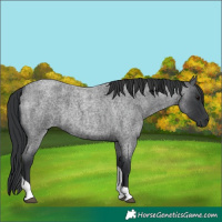Horse Color:Blue Roan Tobiano
