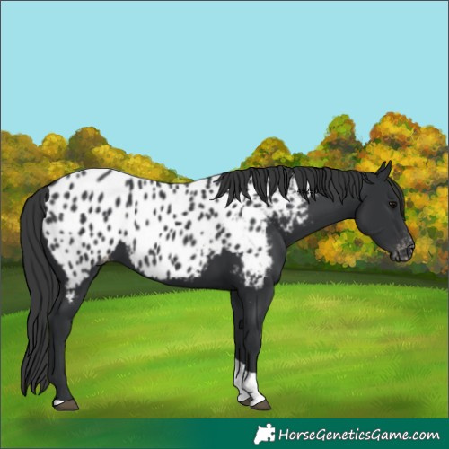 Horse Color:Black Tobiano Near Leopard 