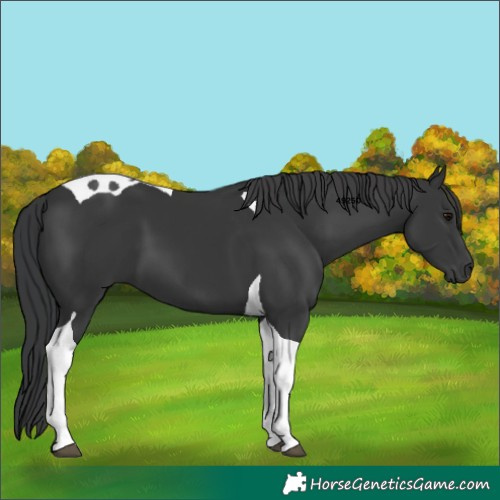 Horse Color:Black Tobiano