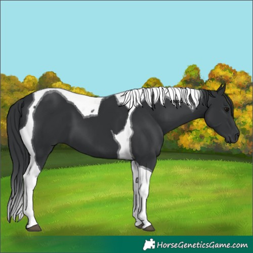 Horse Color:Black Tobiano 