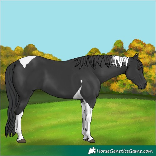 Horse Color:Black Tobiano 