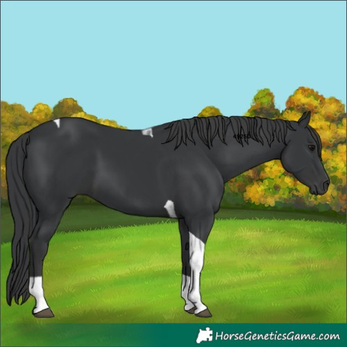 Horse Color:Black Tobiano