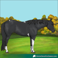 Horse Color:Black Tobiano 