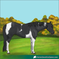 Horse Color:Black Tobiano 