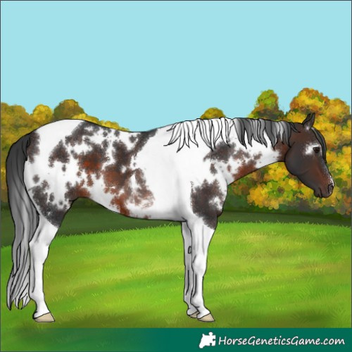 Horse Color:White Spotted Brown Tobiano 