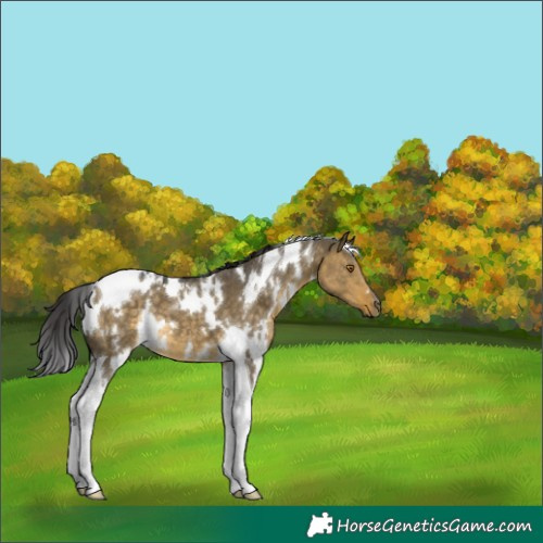 Horse Color:White Spotted Buckskin Dun Tobiano 