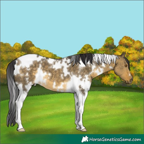 Horse Color:White Spotted Buckskin Dun Tobiano 