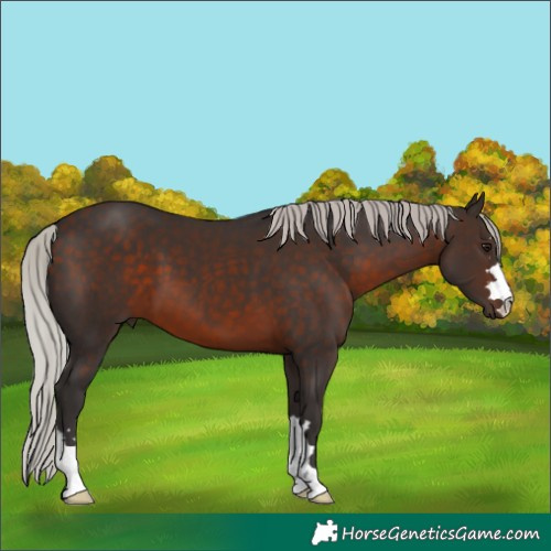 Horse Color:Silver Brown 