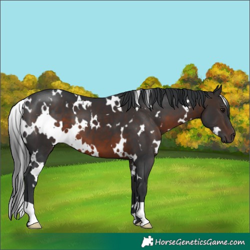Horse Color:White Spotted Brown 