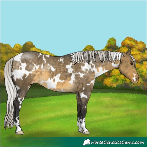 Horse Color:White Spotted Silver Buckskin Dun Varnish 