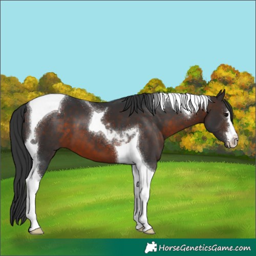 Horse Color:Brown Tobiano 