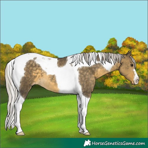 Horse Color:Silver Buckskin Dun Tobiano Varnish
