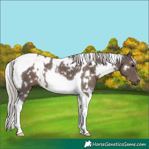 Horse Color:White Spotted Silver Black Tobiano 
