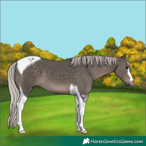 Horse Color:Silver Black Tobiano 