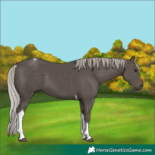 Horse Color:Silver Black Tobiano