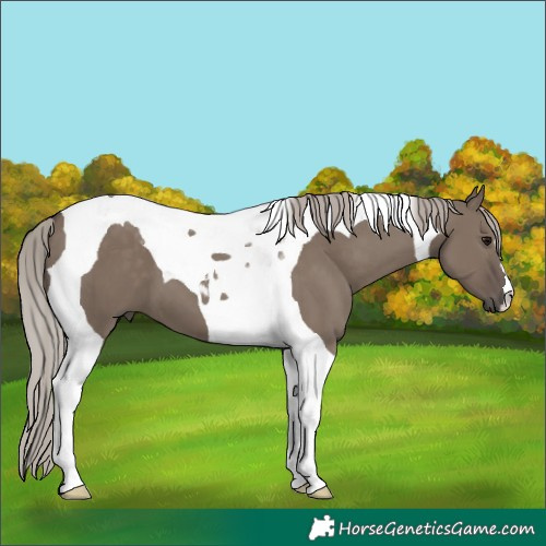 Horse Color:Silver Grullo Tobiano