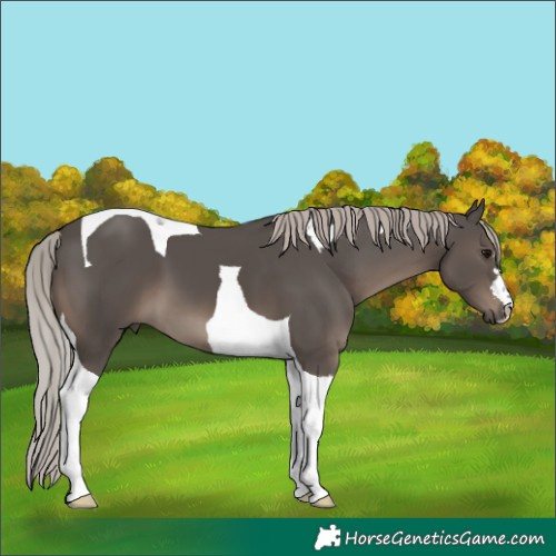 Horse Color:Silver Black Tobiano 