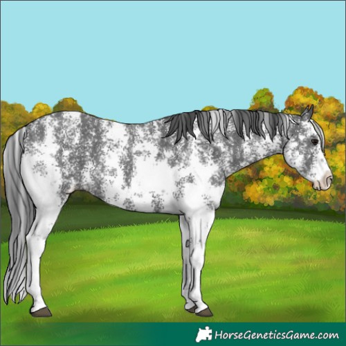 Horse Color:Black Sabino 