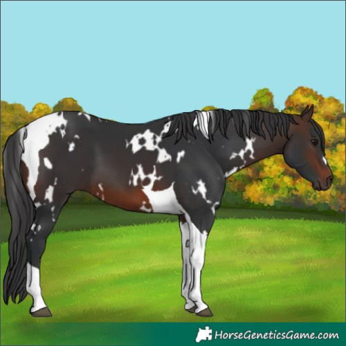 Horse Color:White Spotted Brown Tobiano 