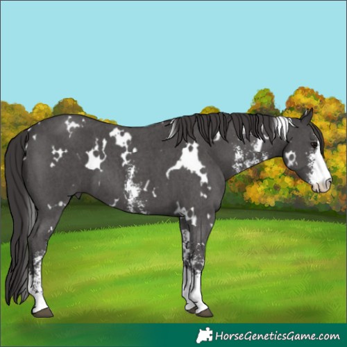 Horse Color:White Spotted Smoky Black Sabino