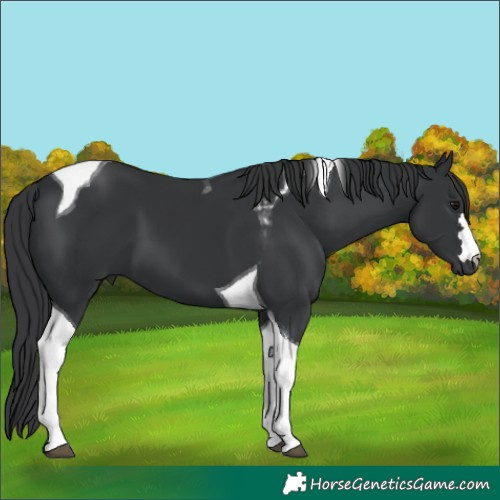 Horse Color:Black Tobiano