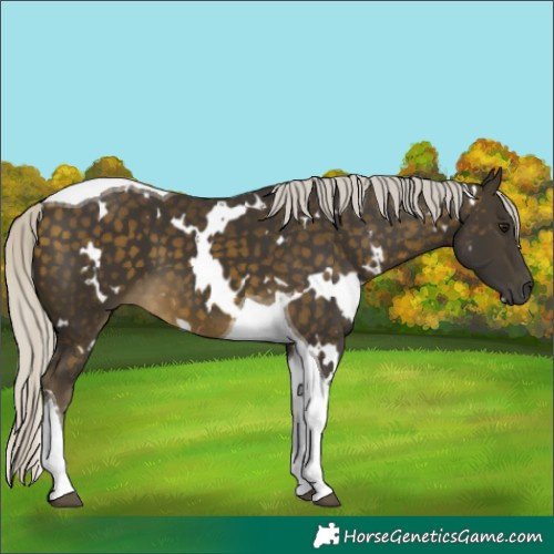 Horse Color:White Spotted Silver Buckskin Tobiano 