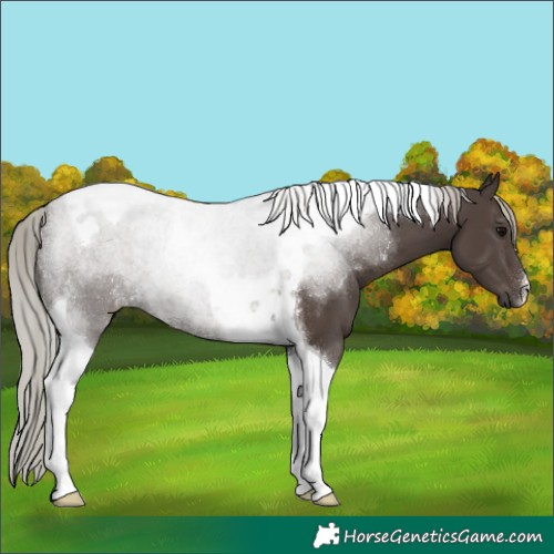 Horse Color:Silver Black Tobiano