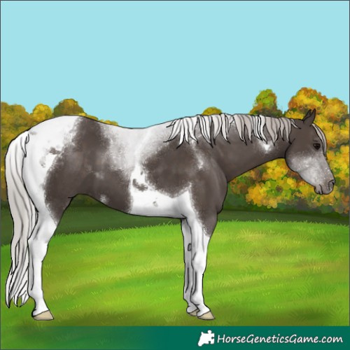 Horse Color:Silver Black Tobiano 